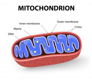 Mitochondrion in the energy test